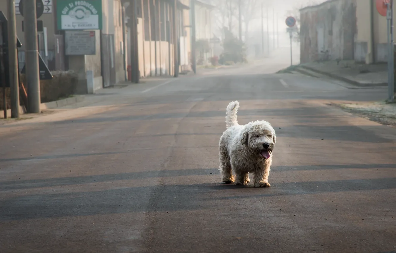 Фото обои одиночество, улица, собака