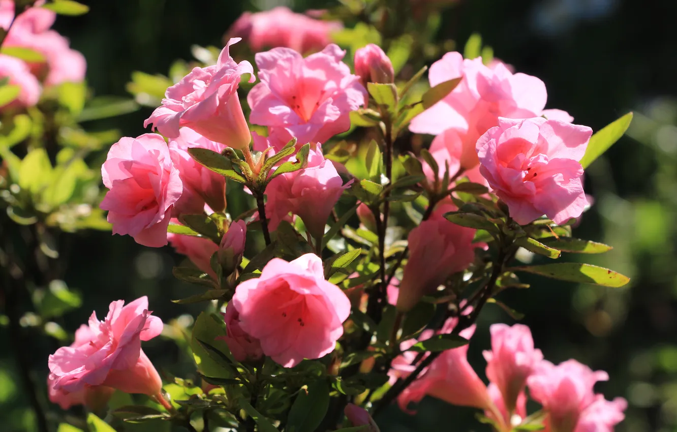 Фото обои flower, blooming, azalea