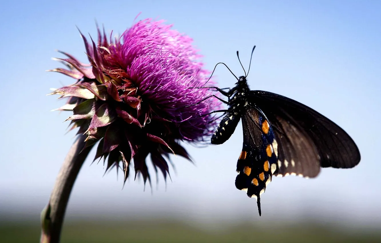 Фото обои цветок, небо, макро, Бабочка, butterfly, чертополох