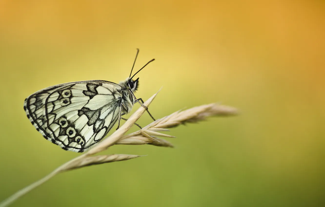 Фото обои бабочка, травинка, колосок, Melanargia Galathea