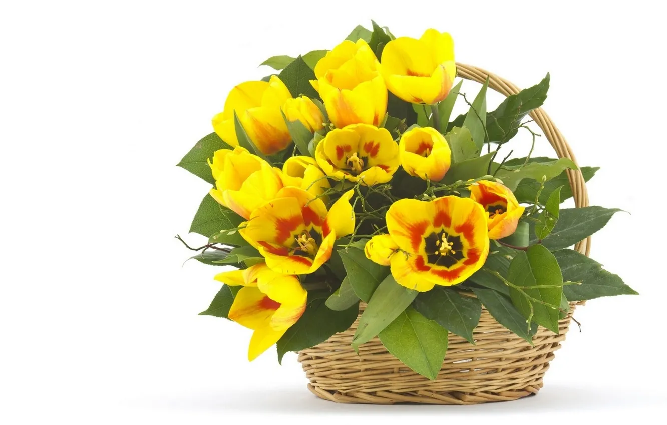 Фото обои листья, корзина, тюльпаны, жёлтые