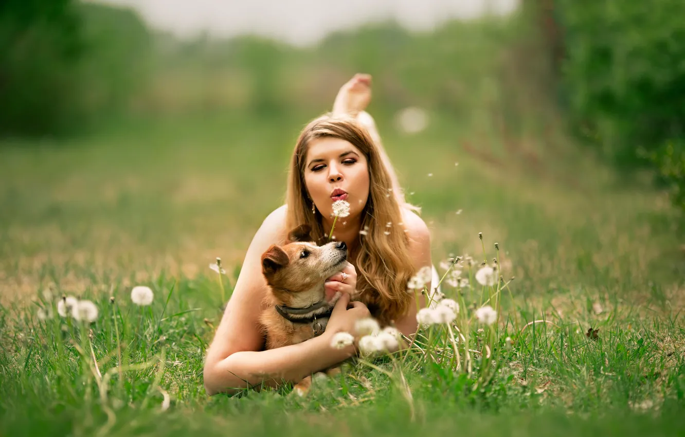 Фото обои девушка, поляна, женщина, собака, одуванчики
