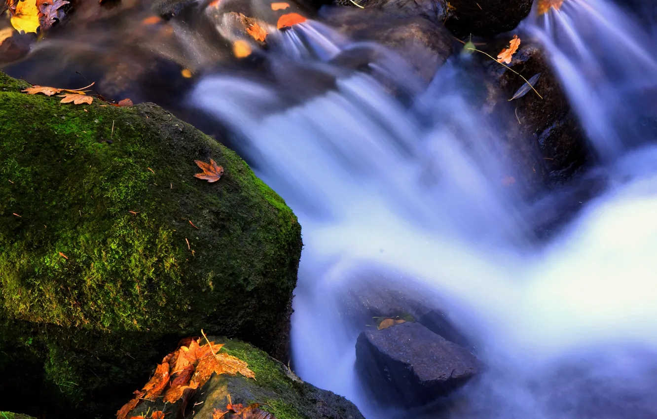Фото обои листья, вода, мох, Elements
