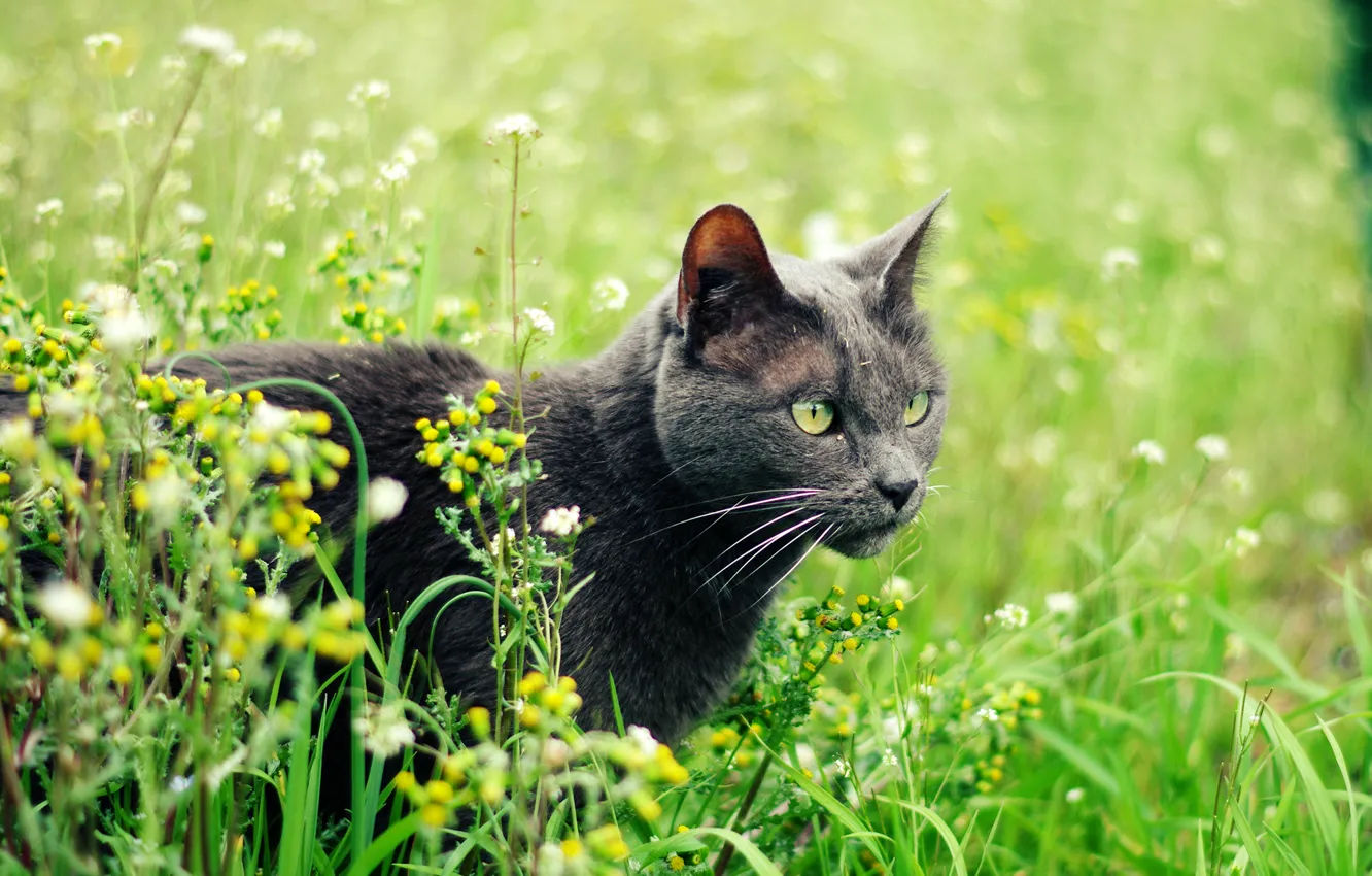 Фото обои кошка, лето, трава, кот, растения, серая, зеленоглазая