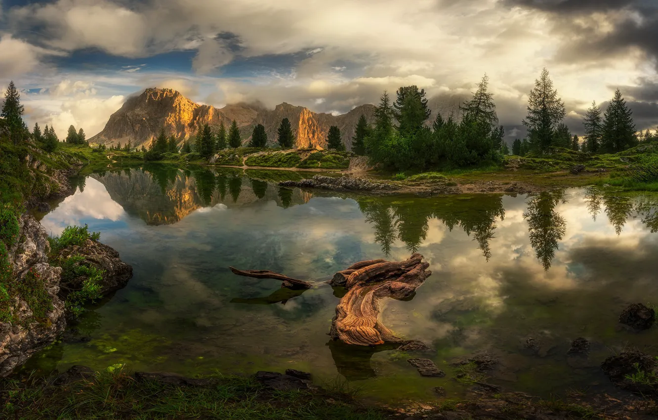 Фото обои лес, горы, коряга, водоем