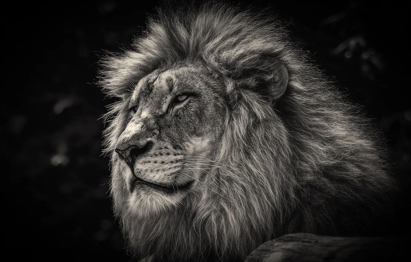 Фото обои лев, царь, грива