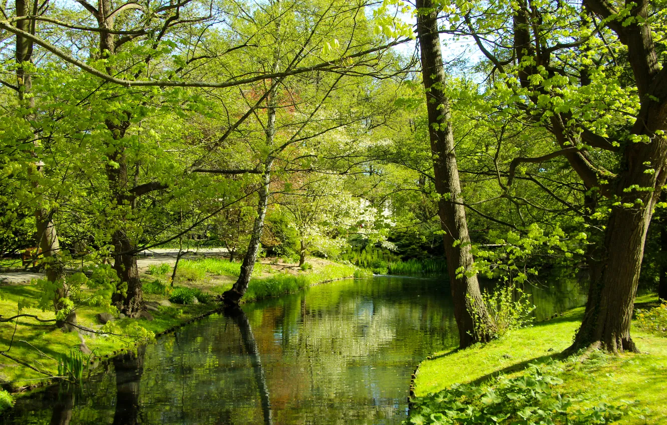Фото обои park, spring, pond