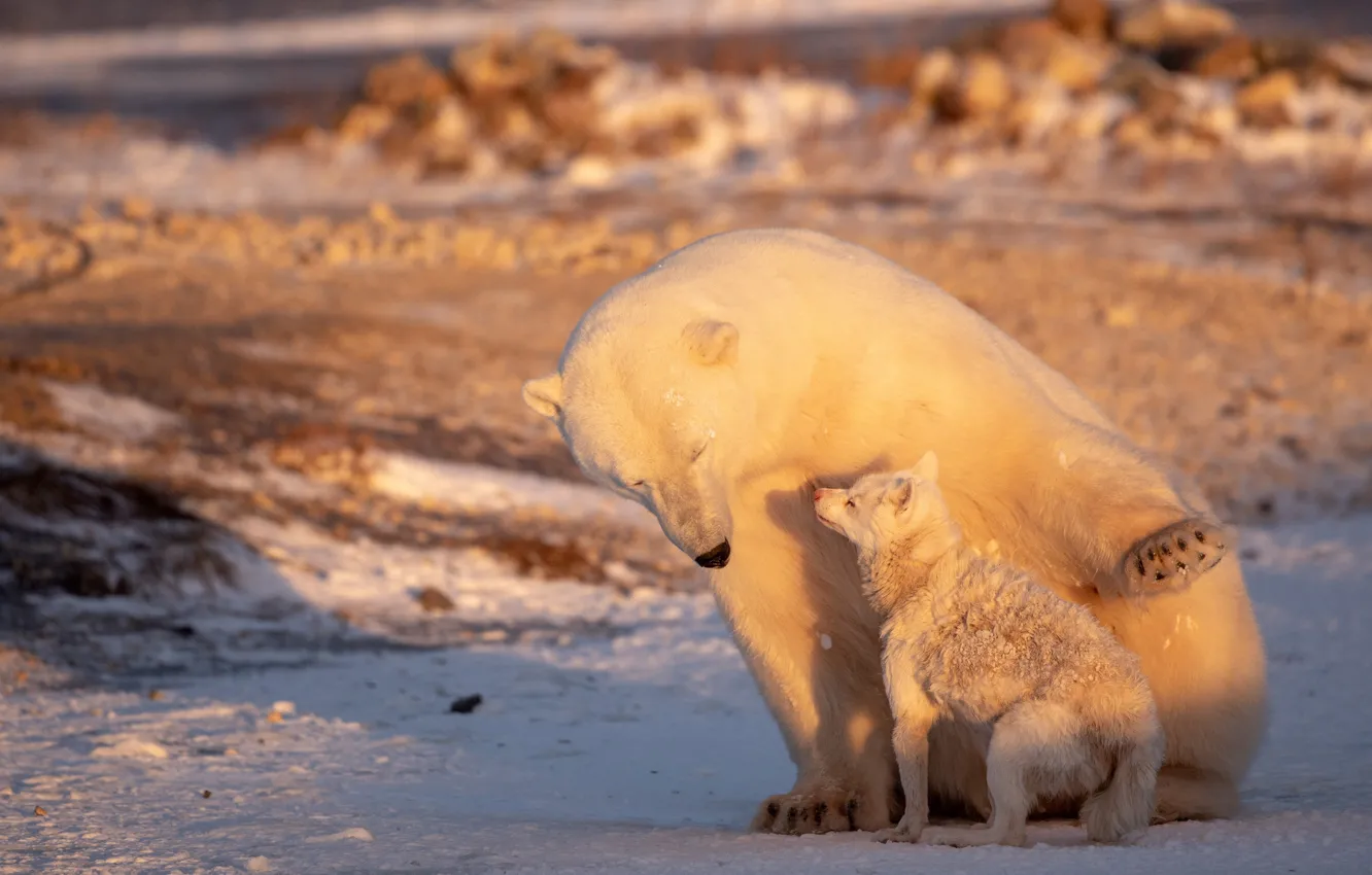 Фото обои белый медведь, песец, Ursus maritimus, Vulpes lagopus