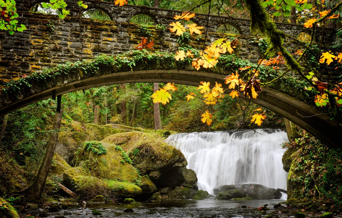 Фото обои лес, деревья, ветки, мост, камни, заросли, водопад, арка