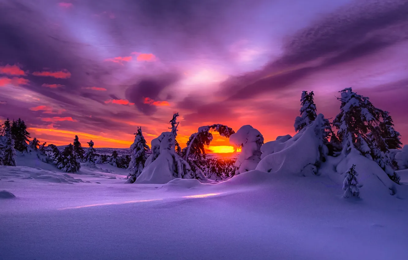 Фото обои снег, закат, елки, Зима, Норвегия, зарево, просвет
