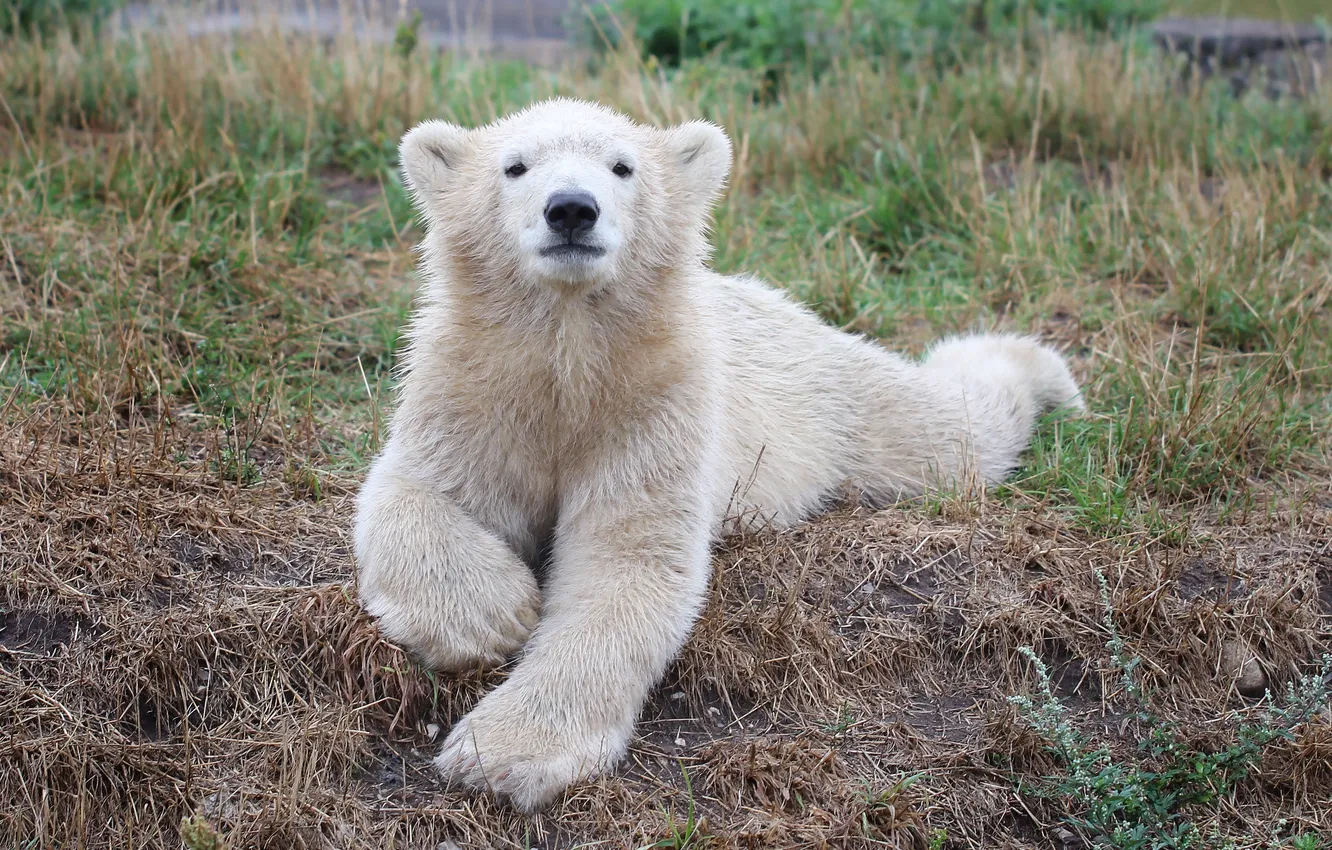 Фото обои трава, взгляд, белый медведь