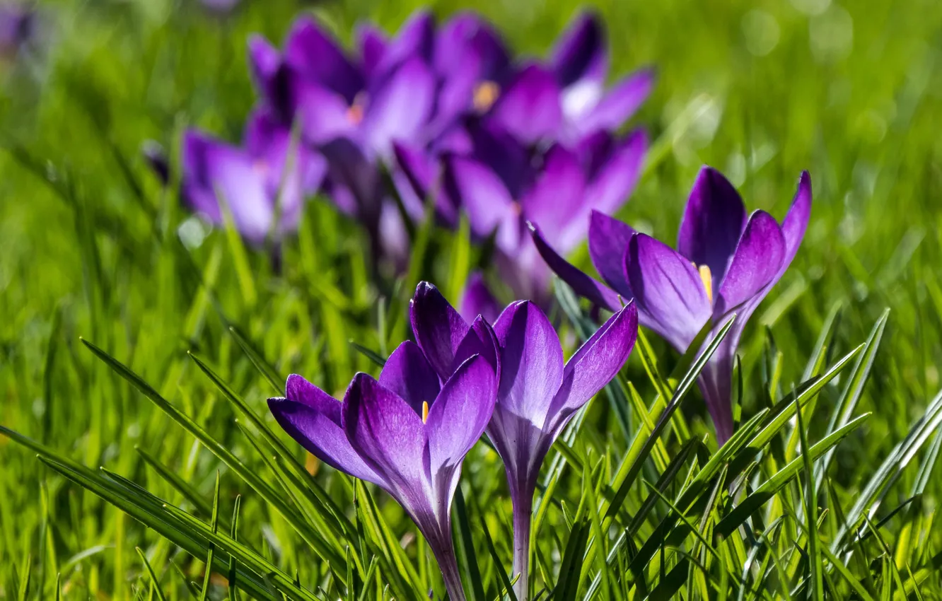 Фото обои весна, крокусы, боке, шафран