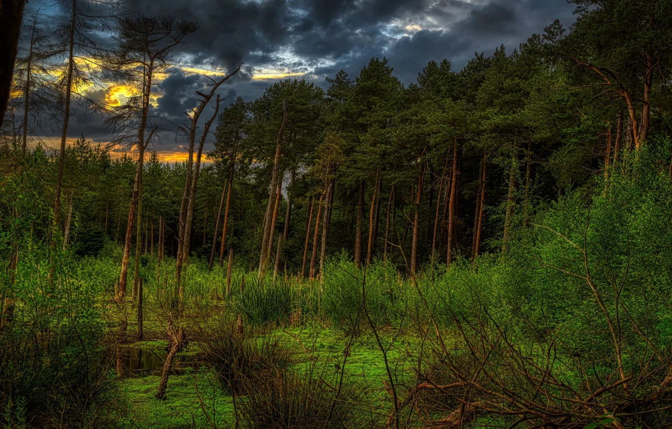 Фото обои зелень, лес, деревья, закат, ветки, тучи, заросли, берег