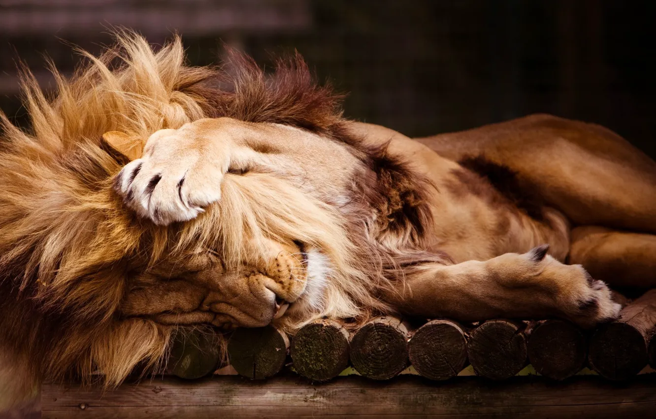 Фото обои сон, лев, лапы, грива, зоопарк, lion