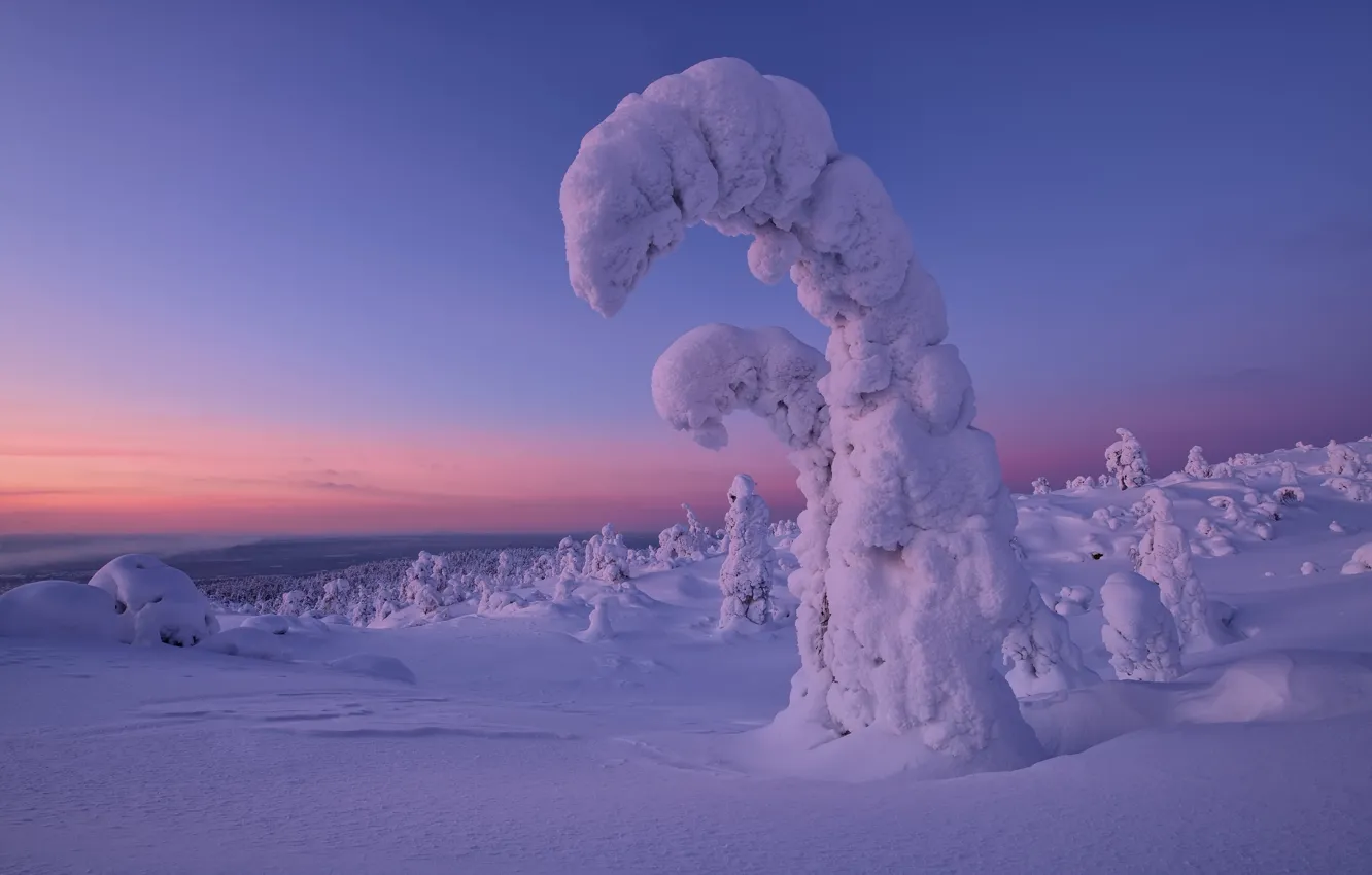 Фото обои зима, снег, деревья, закат, ели, Кольский полуостров, Максим Евдокимов