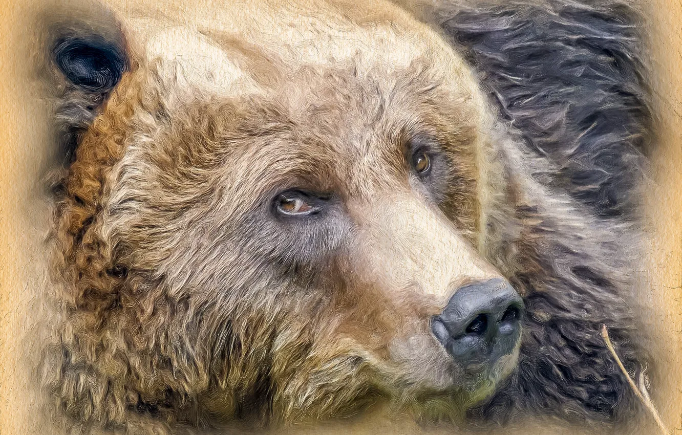 Фото обои морда, медведица, стилизация под живопись
