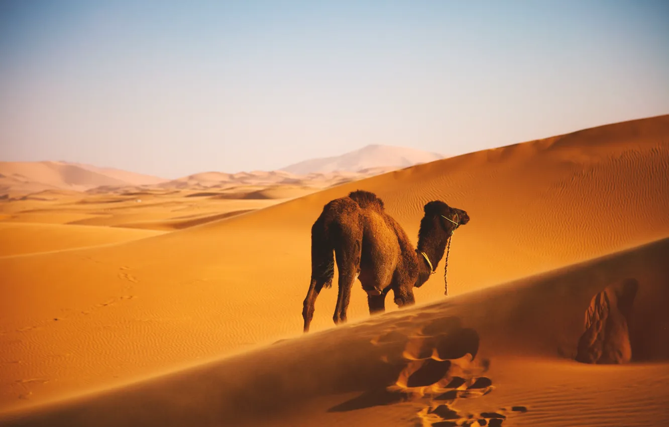 Фото обои Landscape, Wallpaper, Camel, Desert