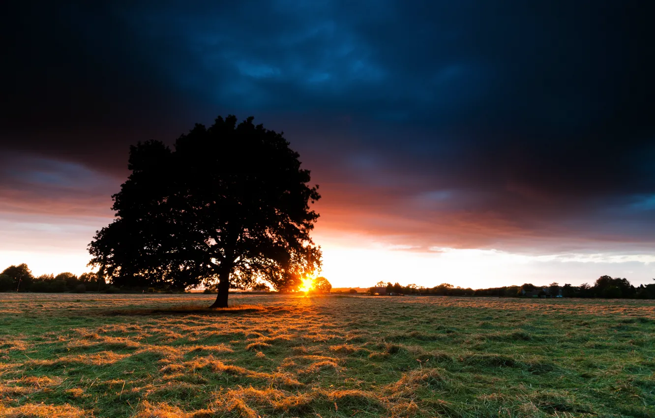 Фото обои поле, небо, трава, солнце, закат, дерево, сено