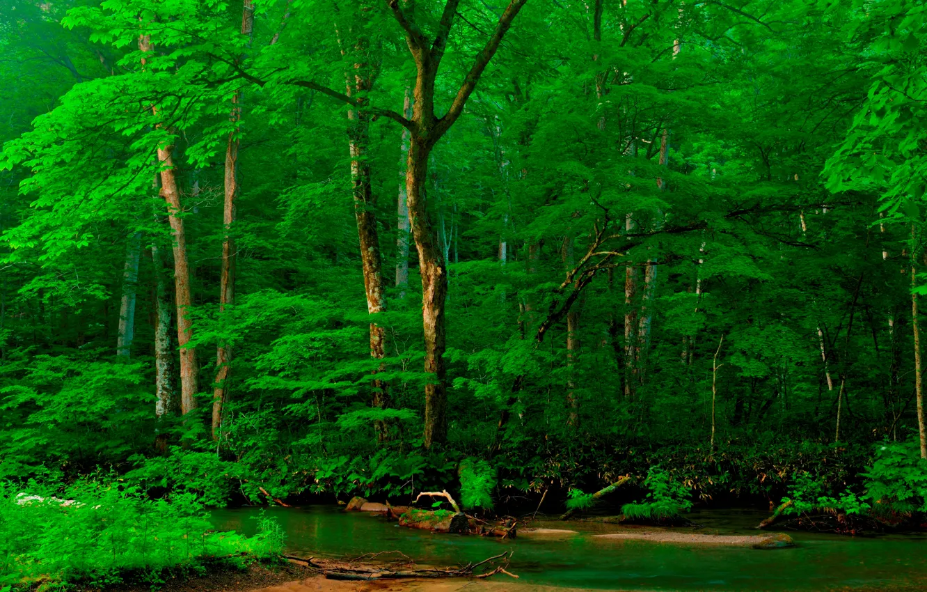 Фото обои лес, деревья, река, берег, Альпы