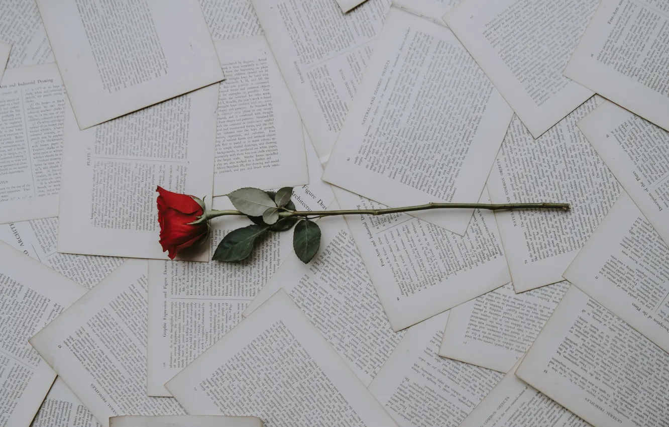 Фото обои Rose, Wallpaper, Text, Book