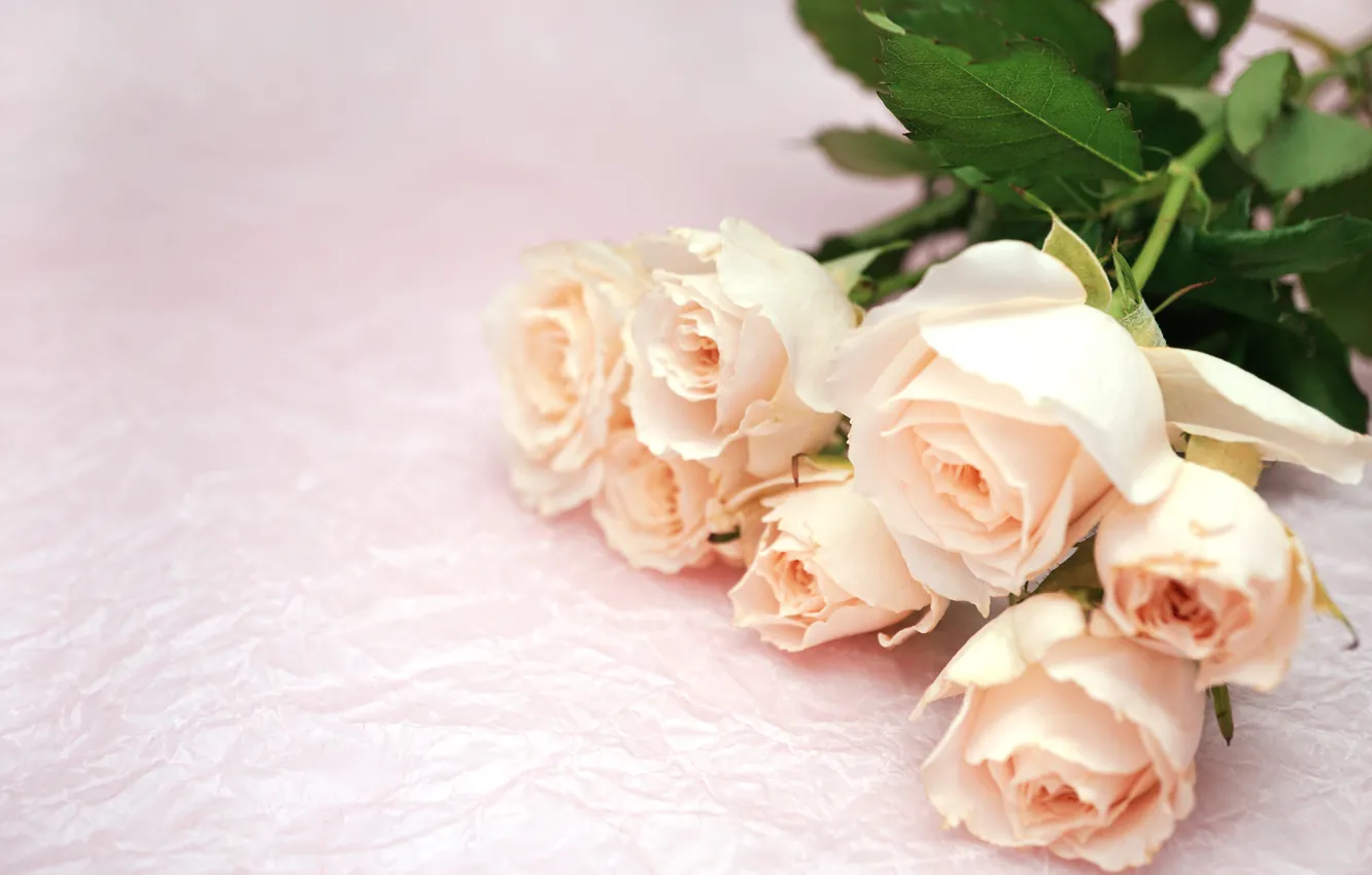 Фото обои цветы, розы, букет