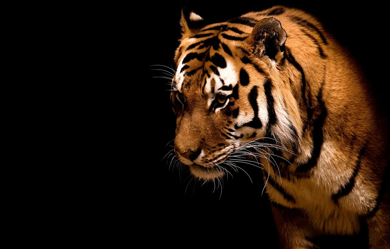 Фото обои полоски, тигр, хищник, зверь, дикие кошки