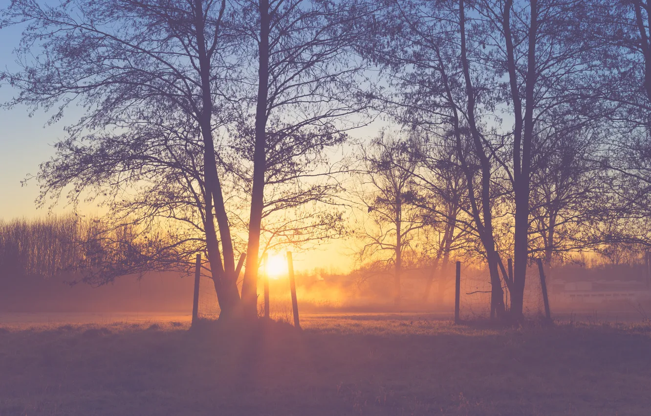 Фото обои trees, field, sunset, branches, peaceful