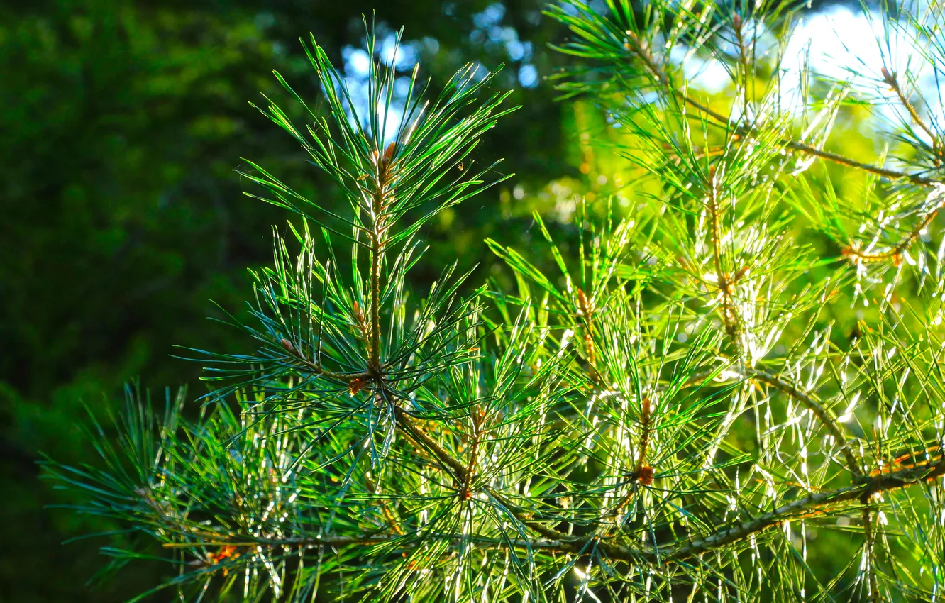 Фото обои tree, pine, twig