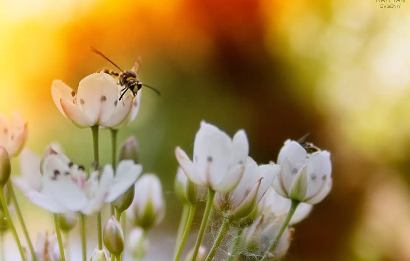 Фото обои закат, цветы, пчела, bee