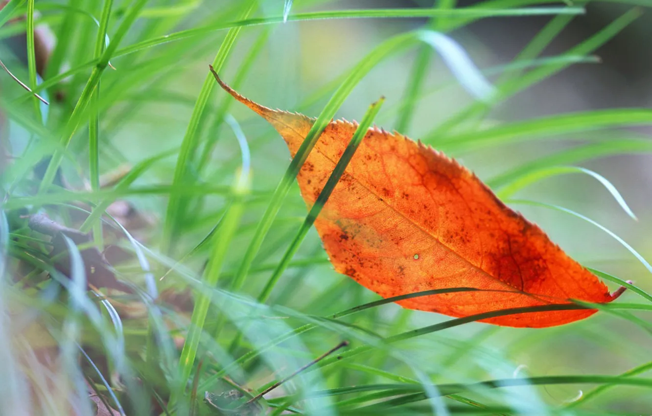 Фото обои макро, оранжевый, листик, в траве