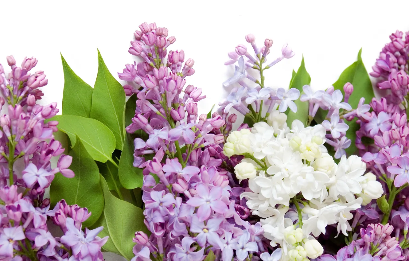 Фото обои цветы, весна, белая, white, фиолетовая, flowers, сирень, spring