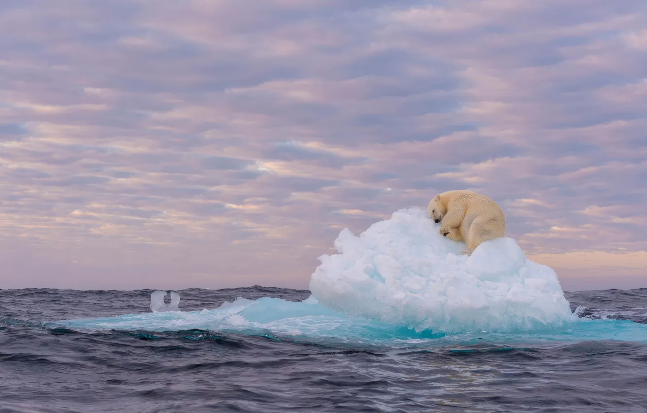 Фото обои ice, льдина, белый медведь, sea, polar bear, ice floe