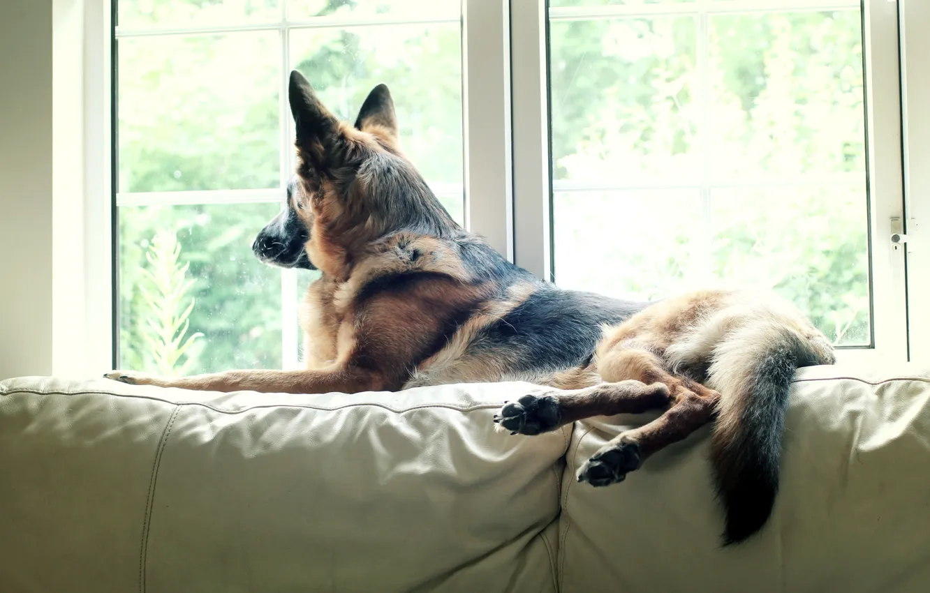 Фото обои dog, pet, german shepherd, Watching