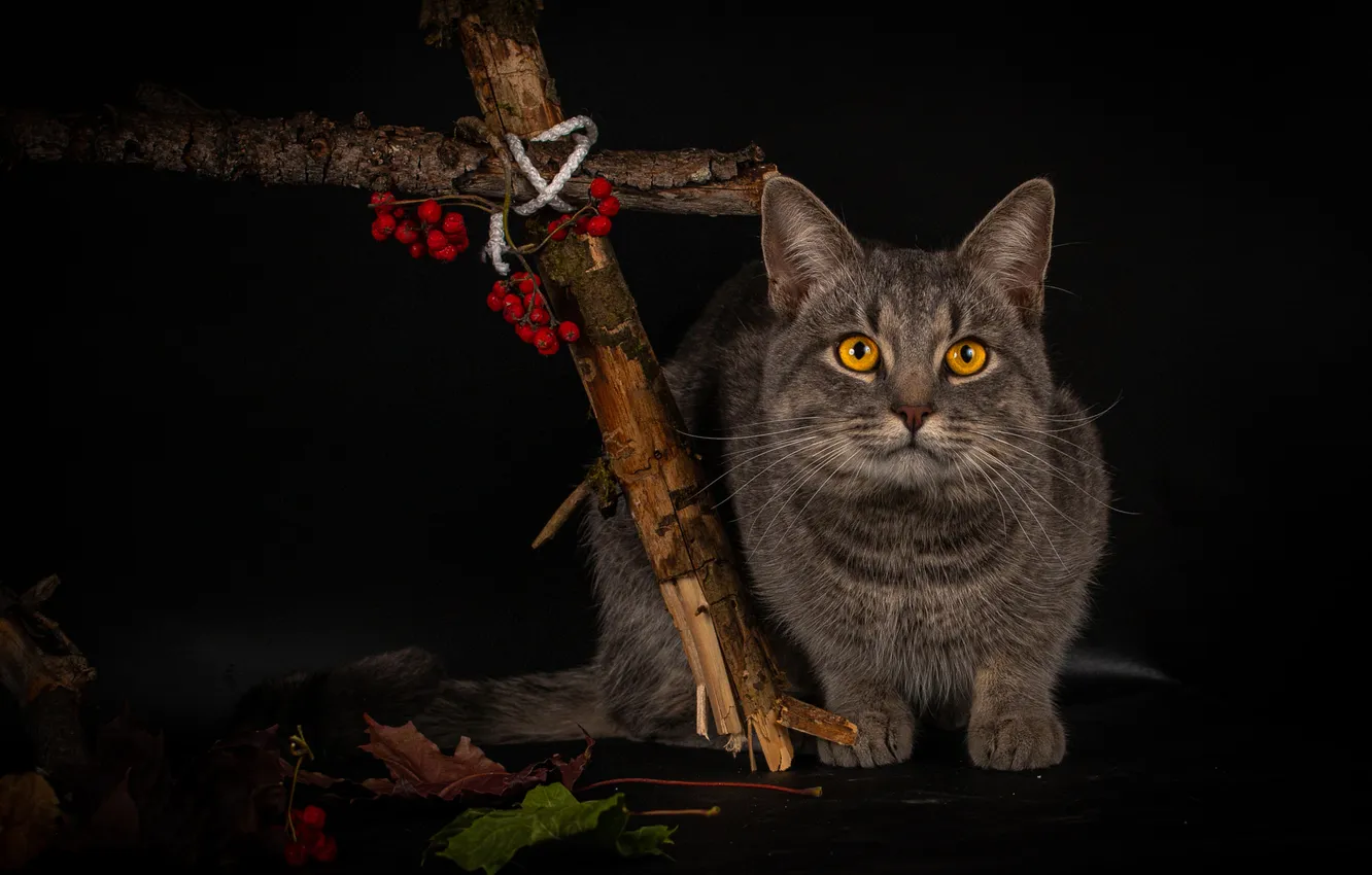 Фото обои осень, кошка, кот, взгляд, листья, ветки, поза, ягоды