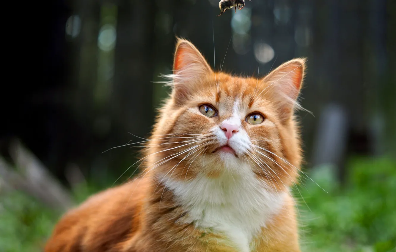 Фото обои кот, взгляд, природа, котенок, котик, рыжий, котёнок, шмель