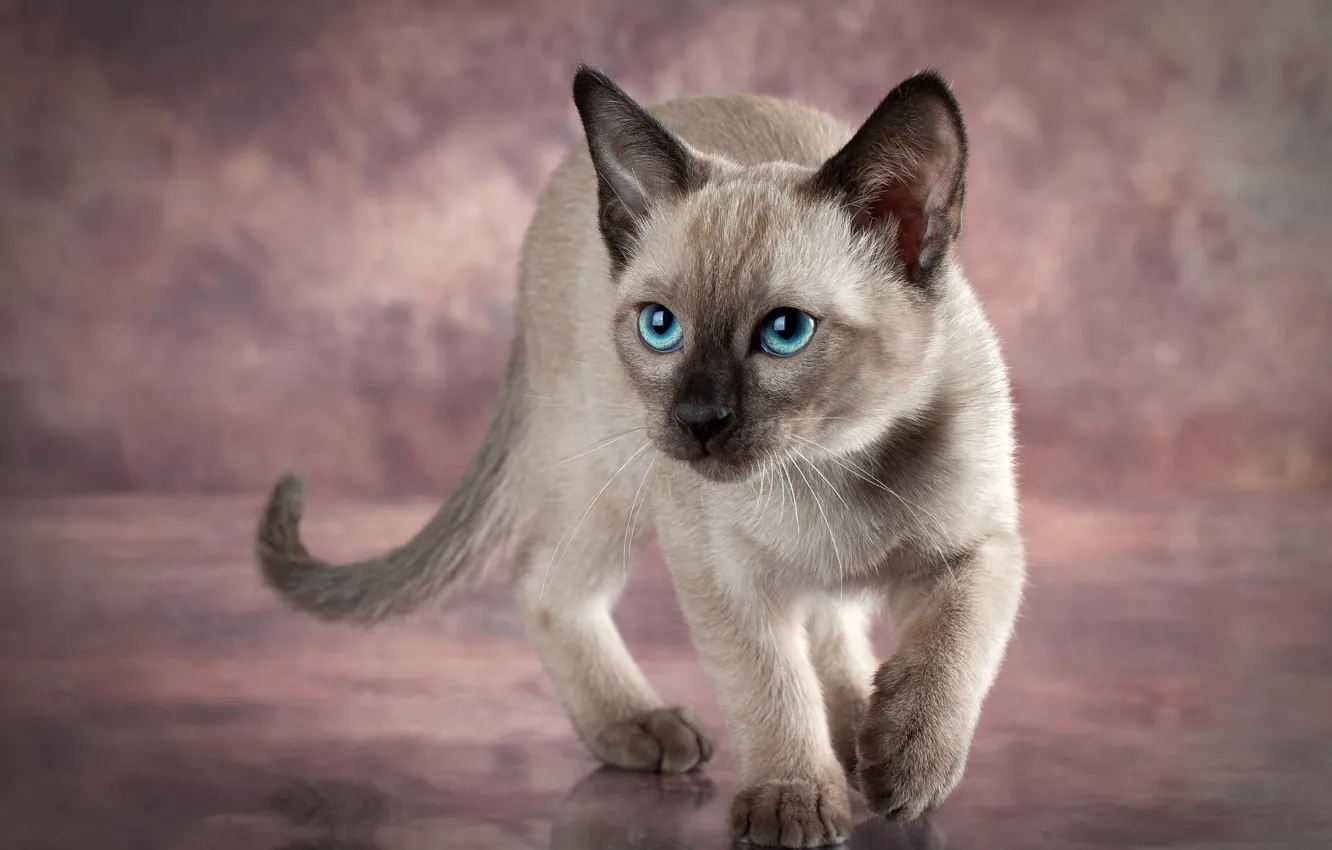 Фото обои кошка, взгляд, поза, котенок, серый, голубые глаза, мордашка, фотосессия