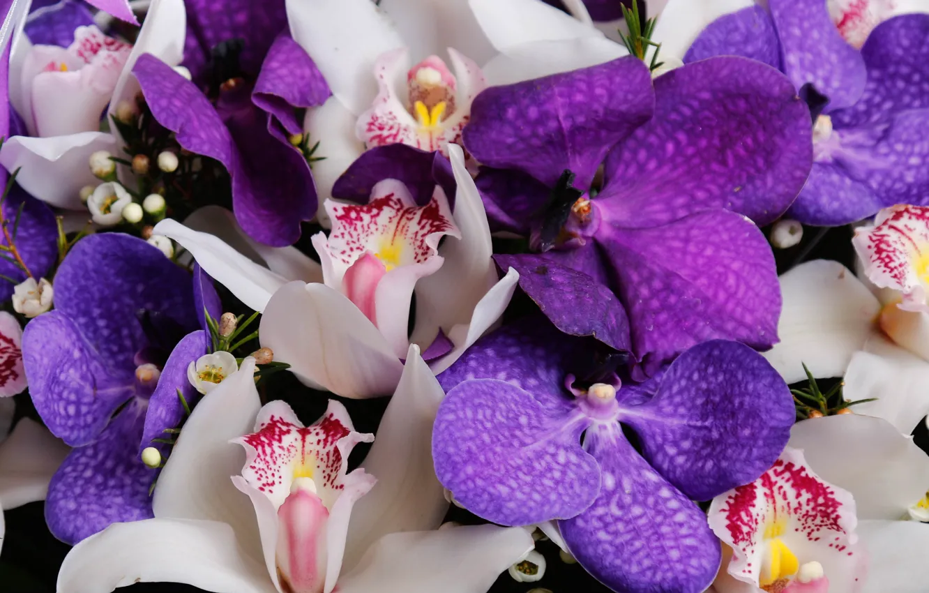 Фото обои макро, лепестки, орхидеи