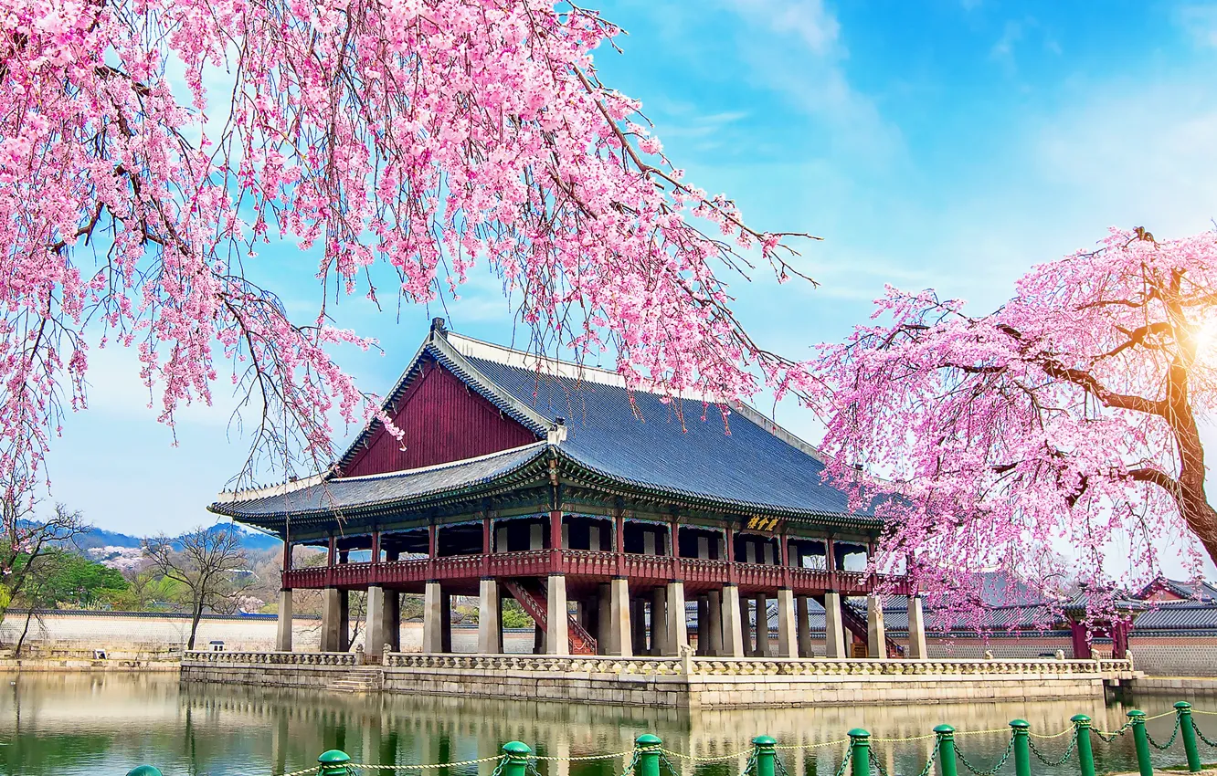 Фото обои озеро, весна, сакура, цветение, South Korea, Корея, pink, дворец