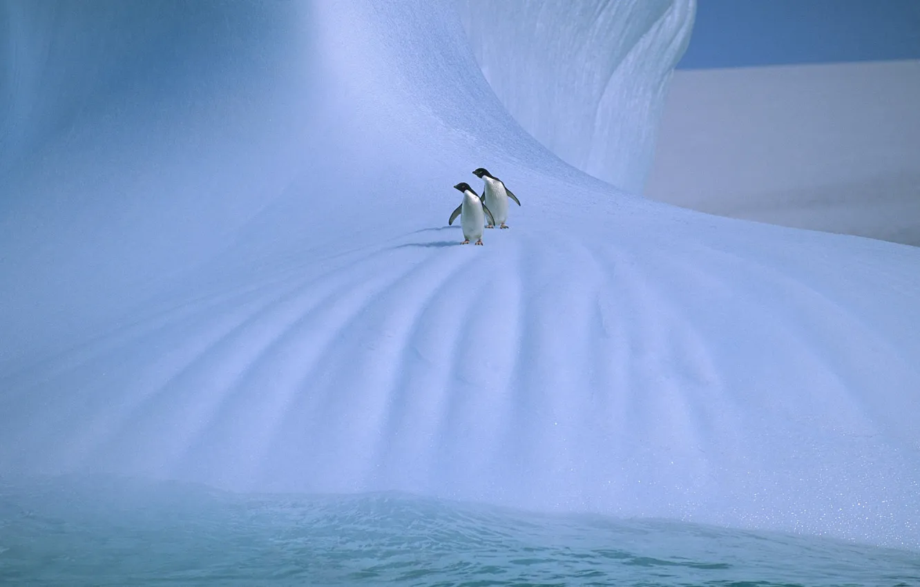 Фото обои лед, пингвины