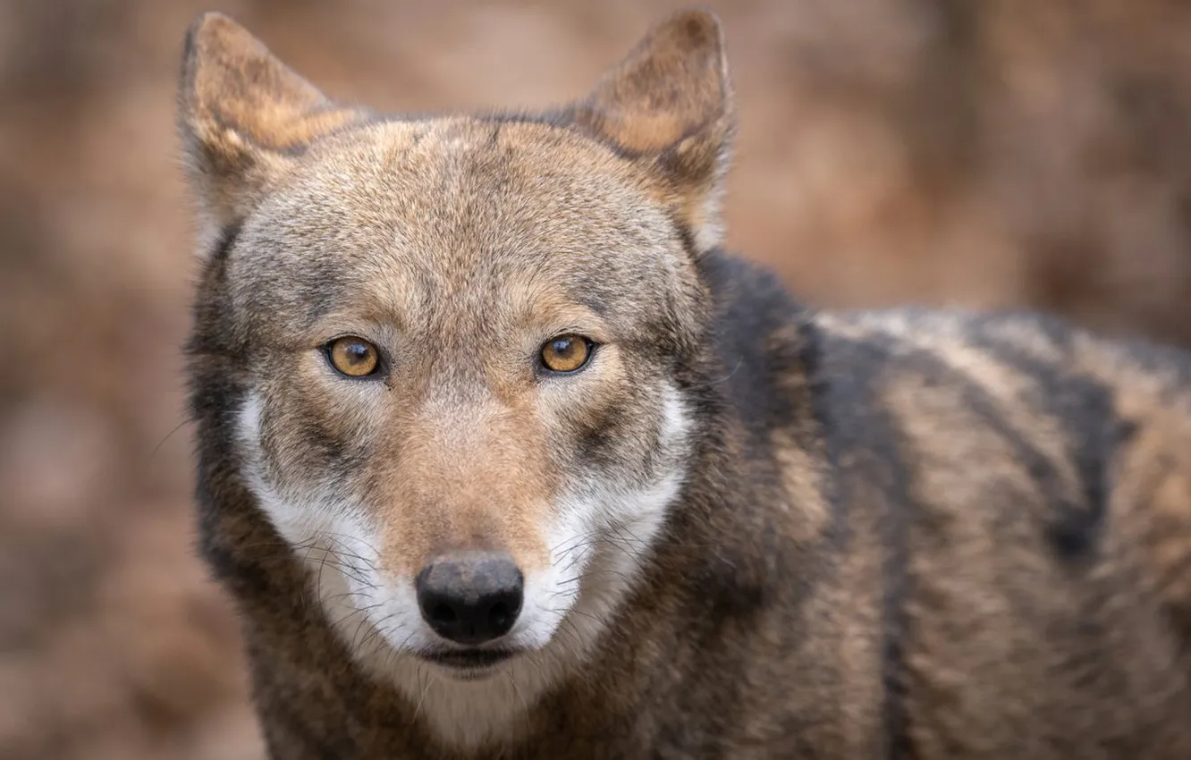 Фото обои nature, face, animal, wolf, wildlife, head, fur, mammal
