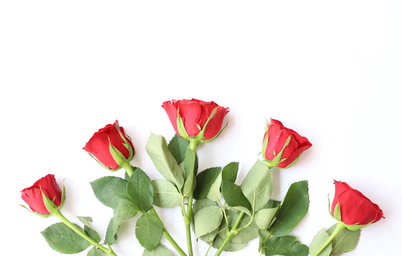 Фото обои любовь, цветы, розы, букет, красные, red, wood, flowers