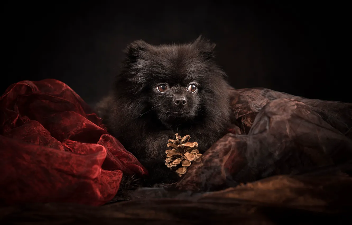 Фото обои портрет, собака, шишка, чёрный фон, органза, Шпиц