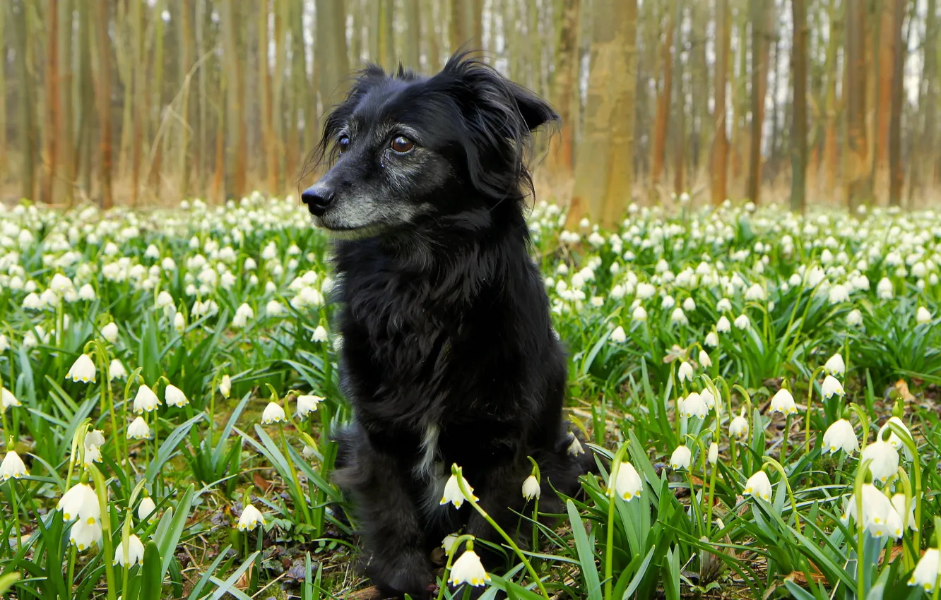 Фото обои цветы, природа, собака