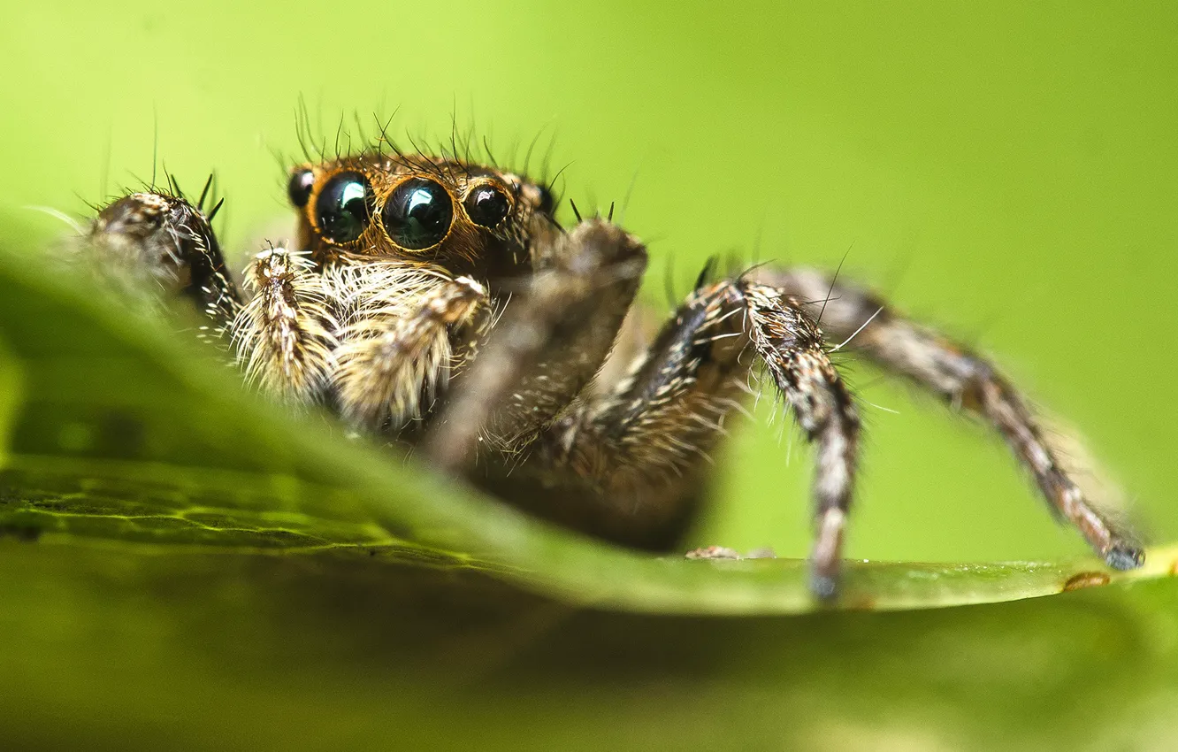Фото обои spider, eyes, leaves