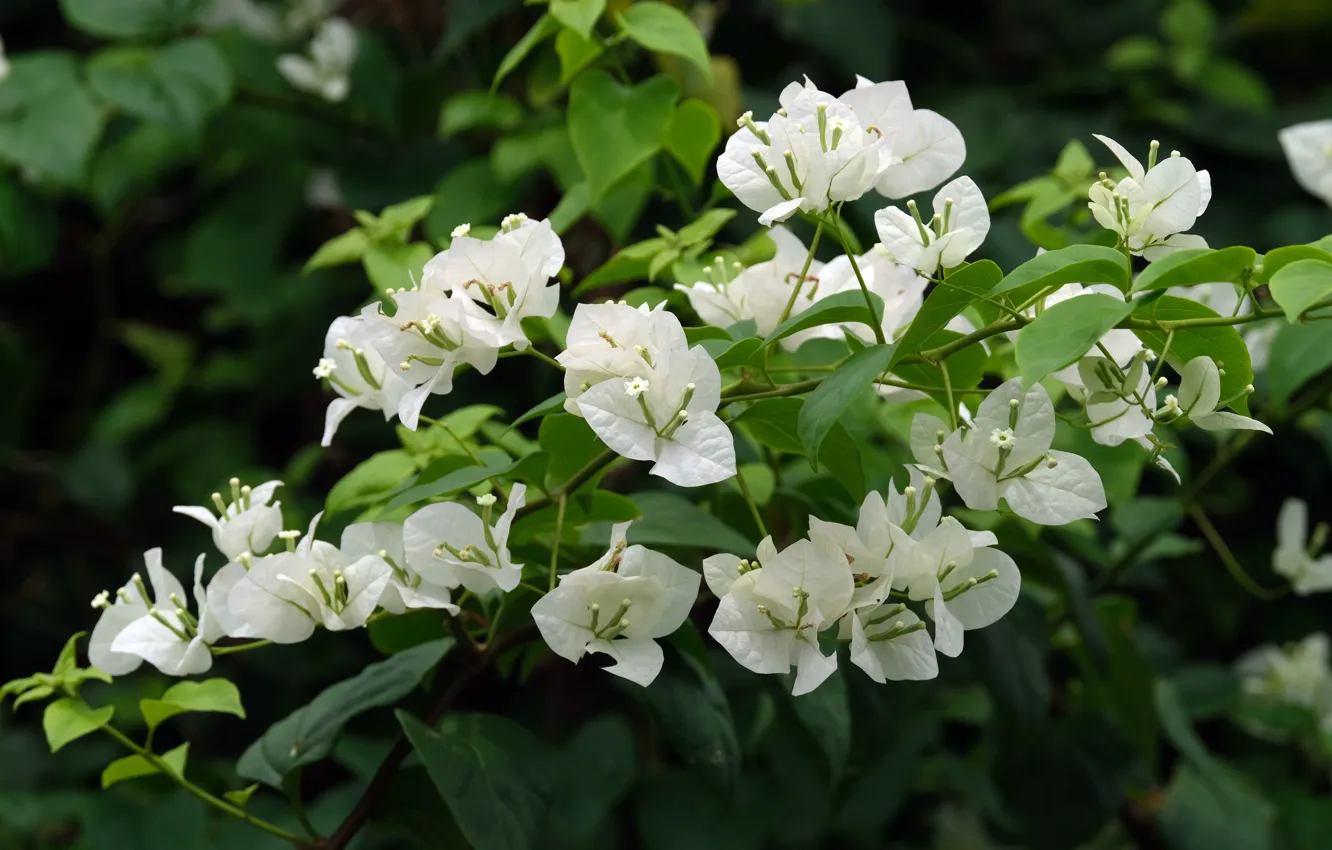 Фото обои листья, цветы, ветки, белые, кусты, бугенвиллия