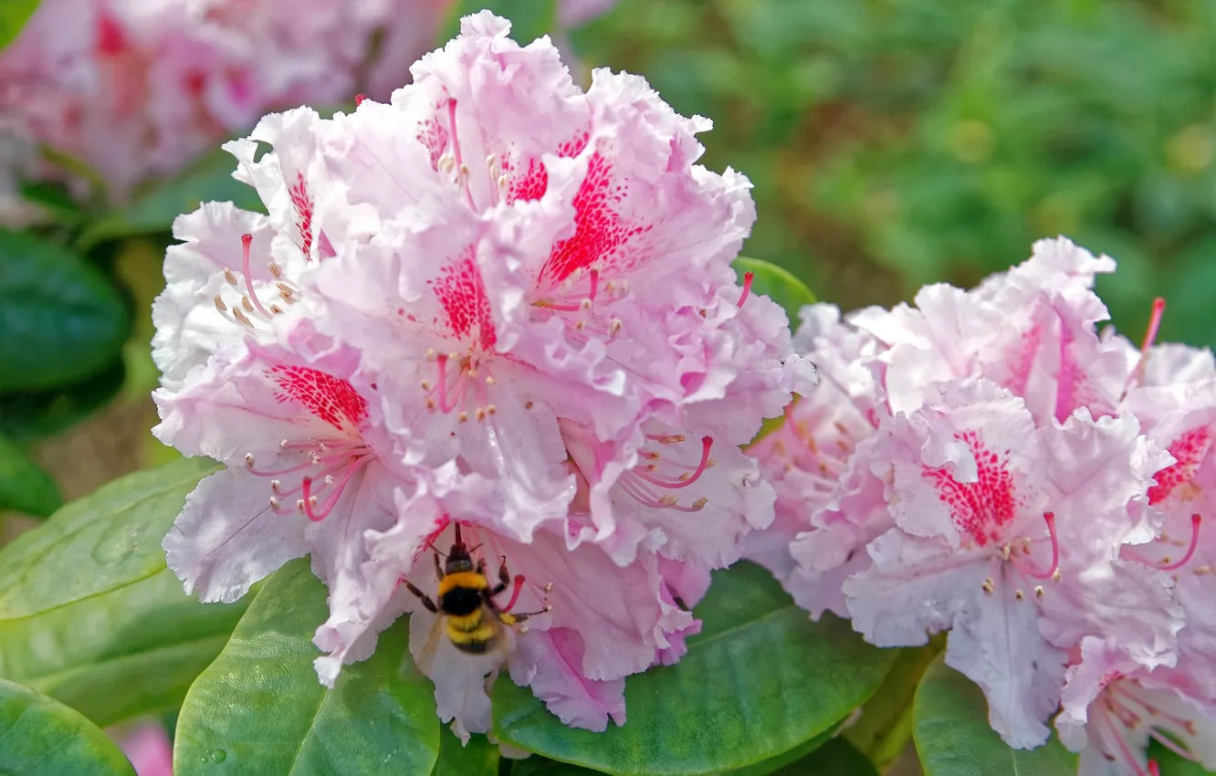 Фото обои пчела, азалия, рододендроны
