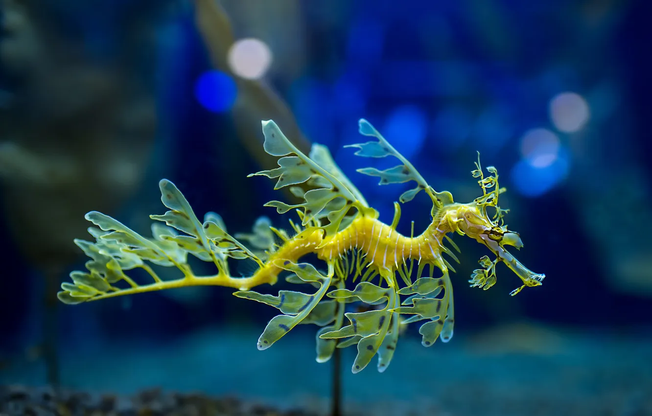 Фото обои аквариум, Leafy Sea Dragon, морской дракон