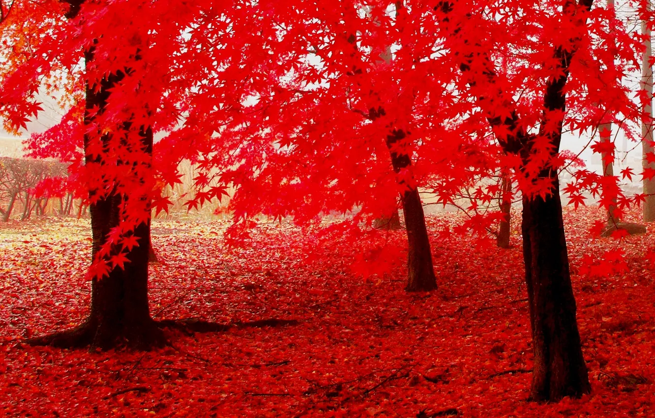 Фото обои осень, листья, деревья, багрянец