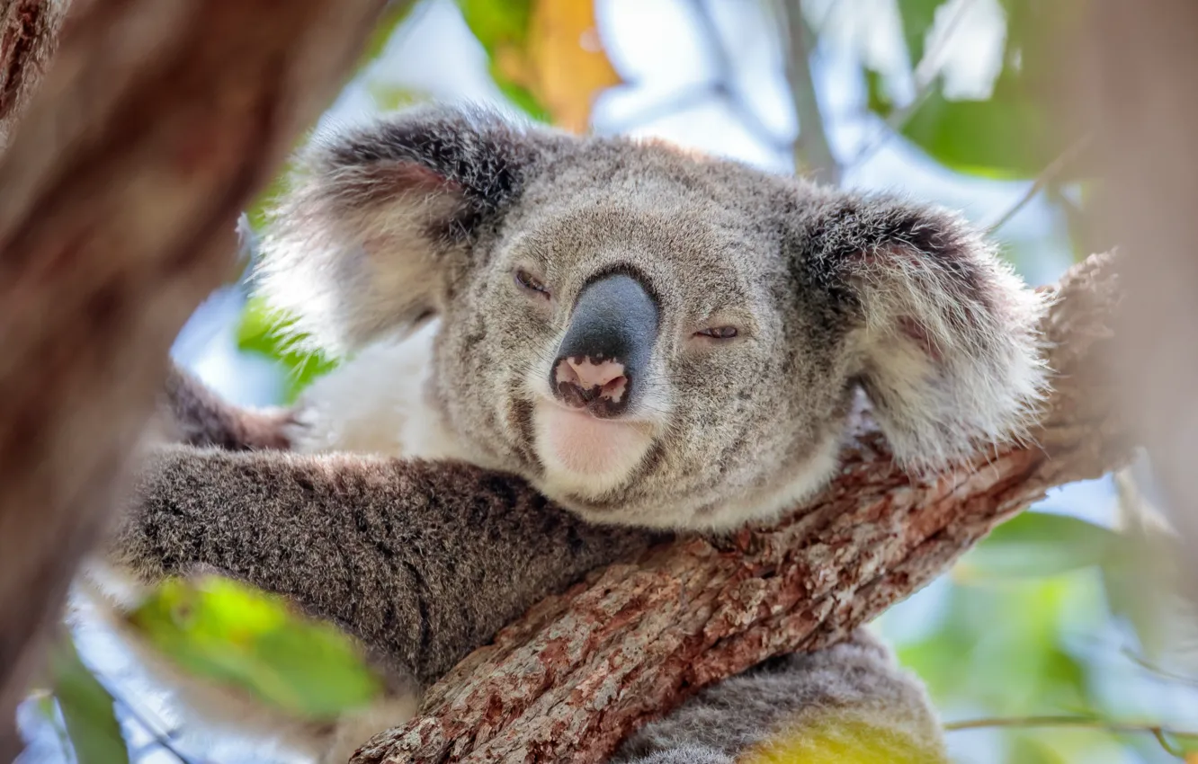Фото обои мордашка, на дереве, коала