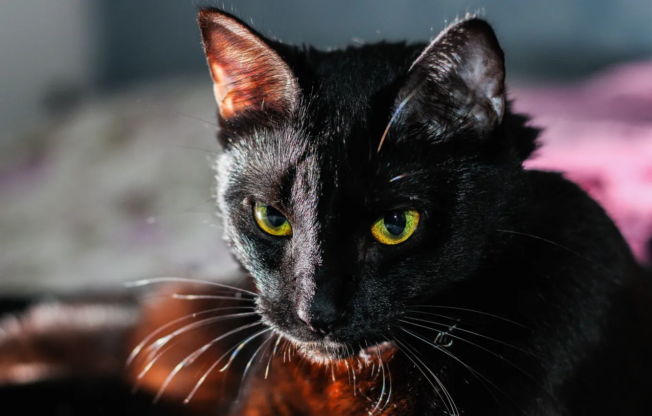 Фото обои кошка, глаза, кот, усы, взгляд, морда, свет, крупный план